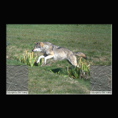 Wolf Canis lupus