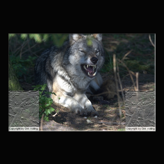 Wolf Canis lupus